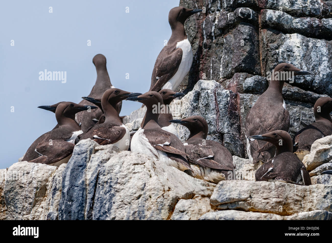 Comune e imbrigliati Guillemots (Uria aalge) colonia, estate, Inghilterra Foto Stock