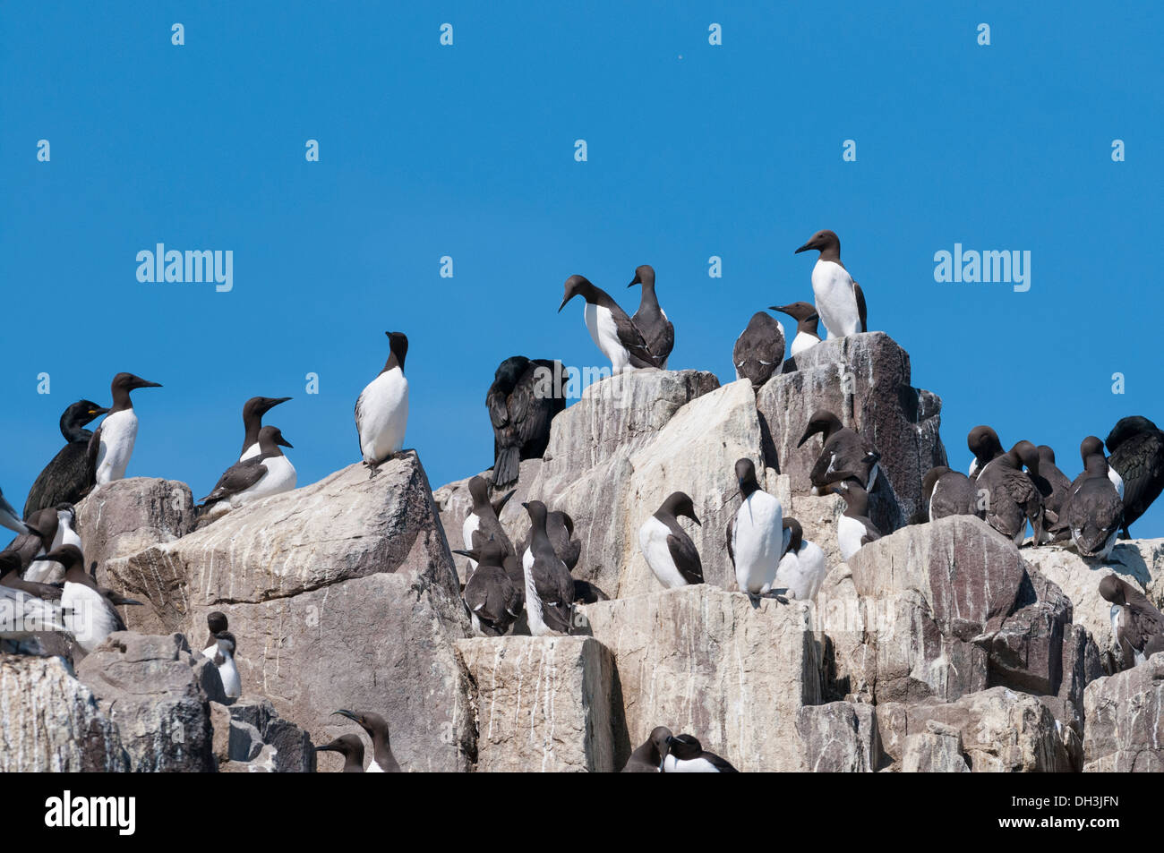 Comune e imbrigliati Guillemots (Uria aalge) colonia, estate, Inghilterra Foto Stock