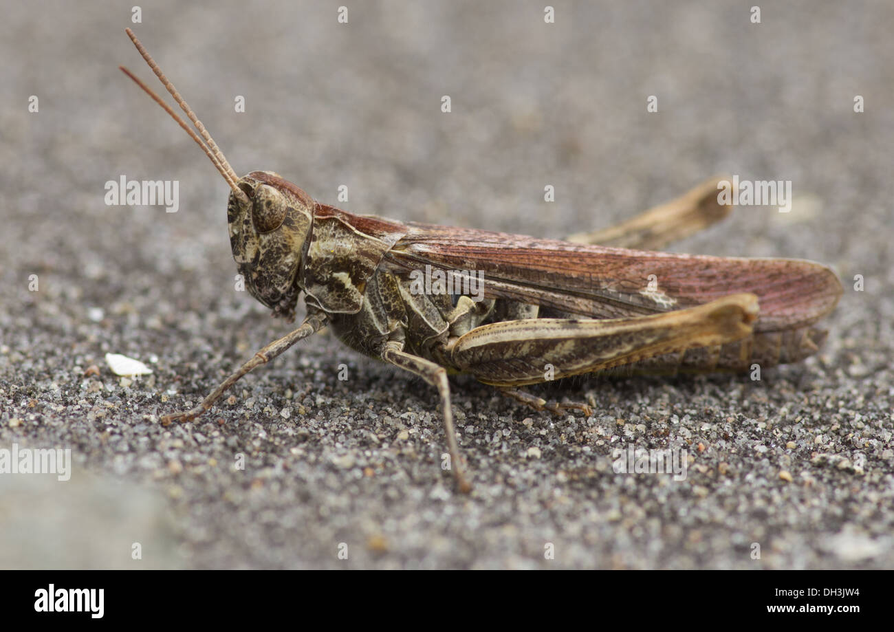 Chorthippus brunneus campo grasshopper Foto Stock