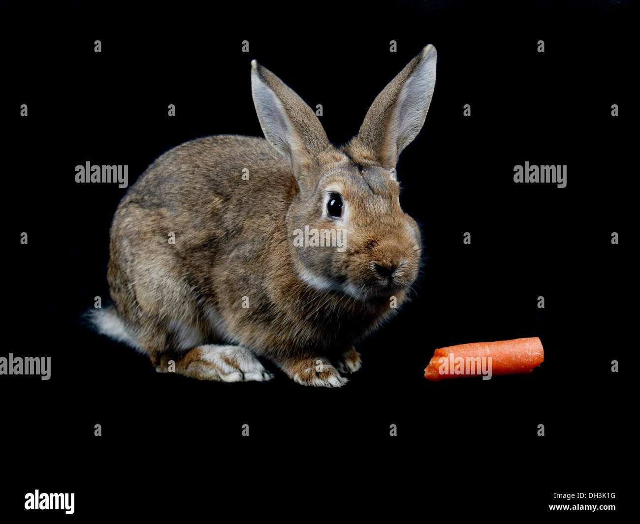 Il Pet coniglio con una carota, REGNO UNITO Foto Stock