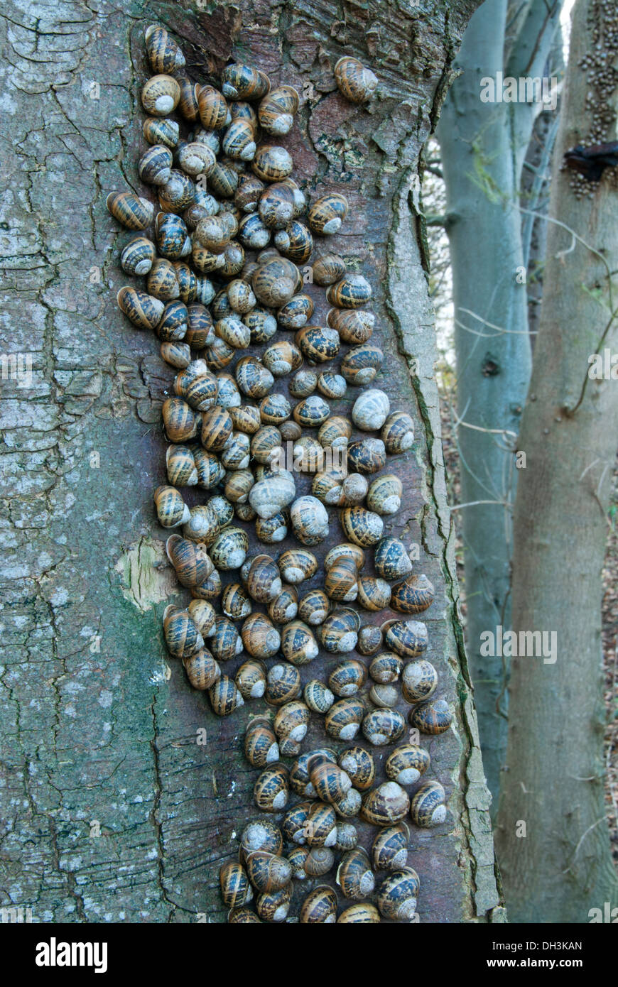 Giardino in comune le lumache (Helix Aspersa) massa modalità di ibernazione in faggio. Foto Stock