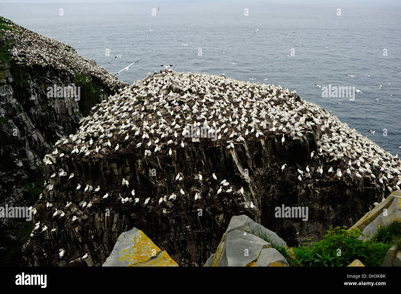 Northern Gannet (Morus bassanus), l'allevamento di colonie, Cape Santa Maria, Terranova, Canada, America del Nord Foto Stock