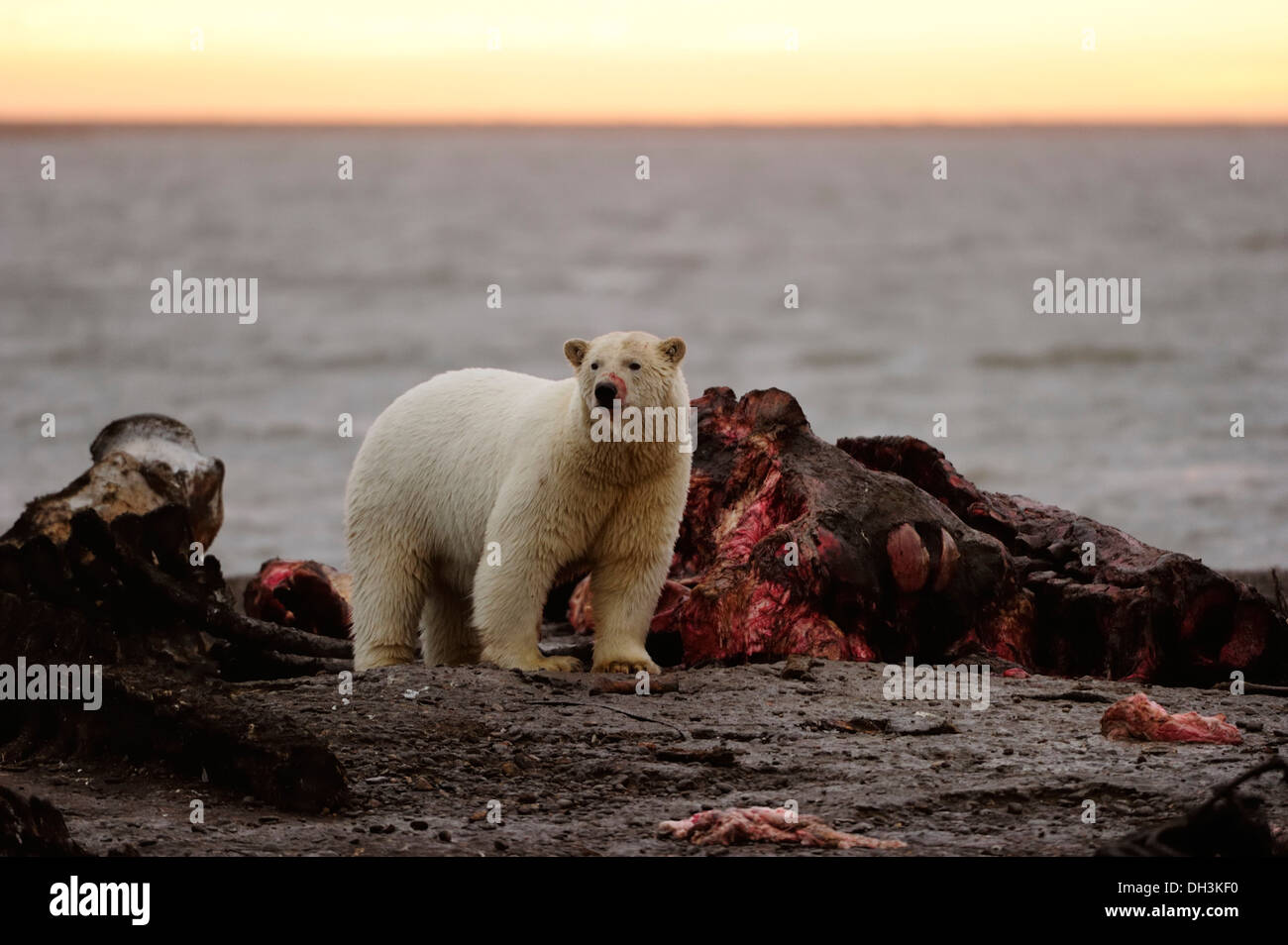 Orso polare (Ursus maritimus) alimentazione sui resti di una balena, Kaktovik, versante Nord, Beaufort Sea, Alaska, Stati Uniti d'America, America Foto Stock
