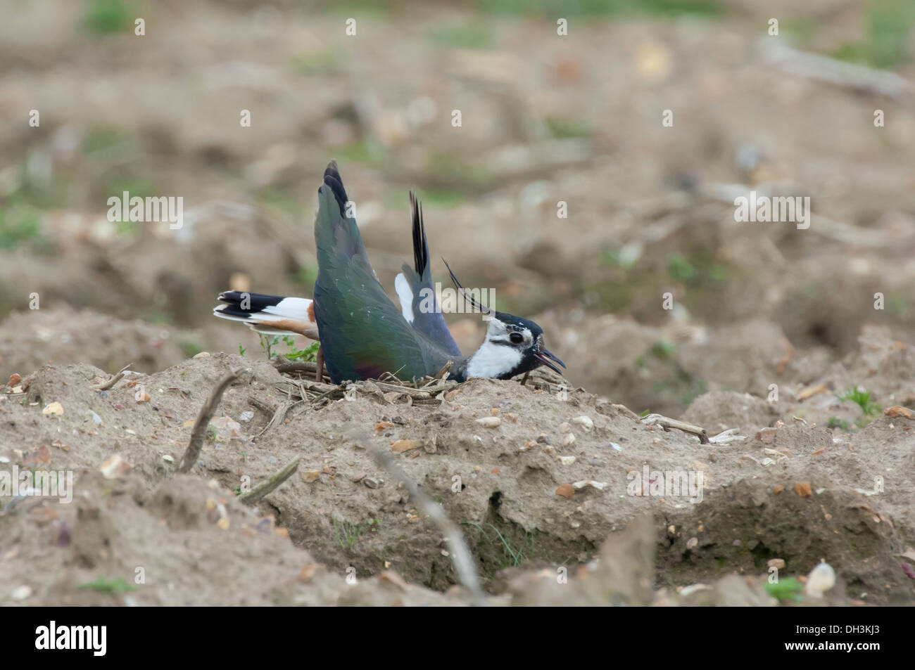 Pavoncella (Vanellus vanellus) adulto visualizzazione a nido sito. Foto Stock
