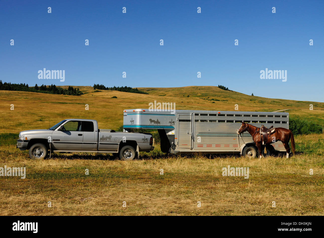 Cavallo in piedi legati a un van per cavalli transporter nella prateria, provincia di Saskatchewan, Canada Foto Stock