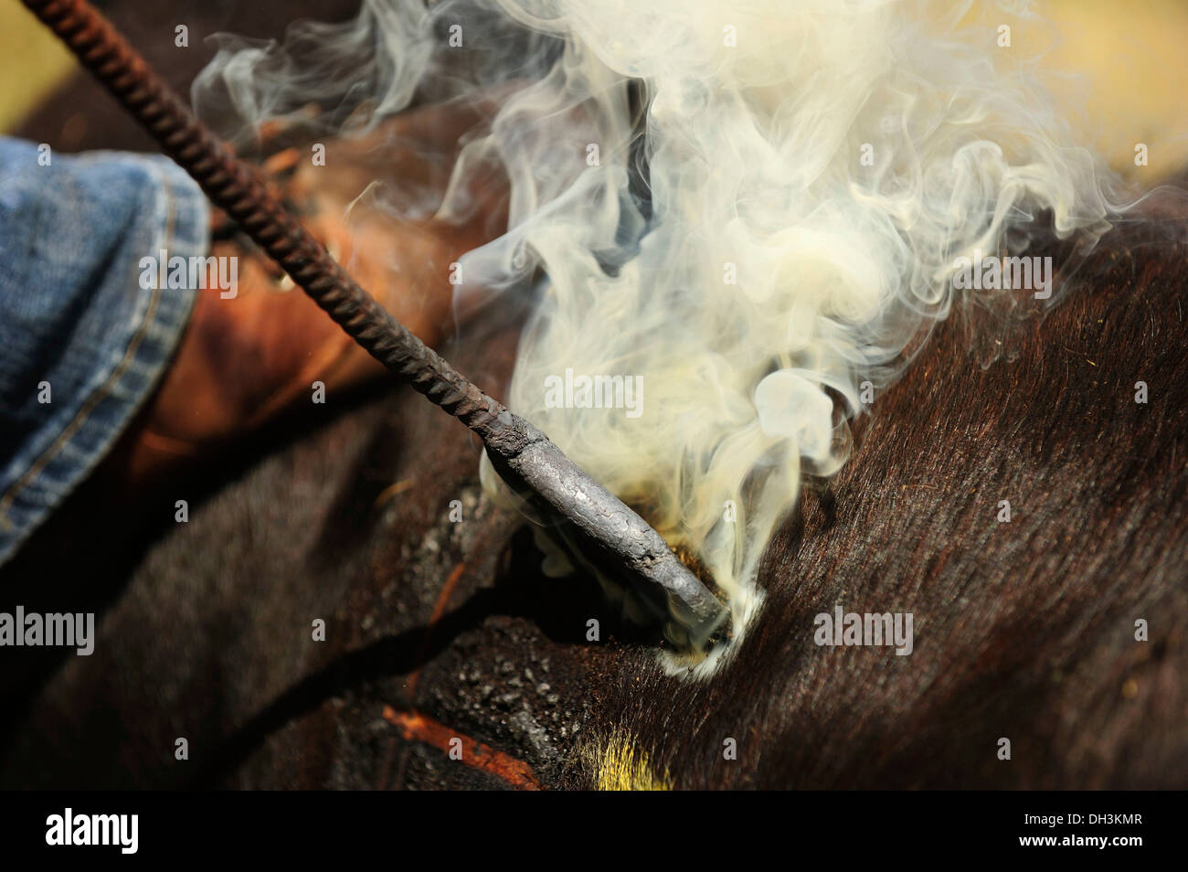 Branding a caldo di ferro in brucia la pelle di un vitello per marca, Cypress Hills, provincia di Saskatchewan, Canada Foto Stock