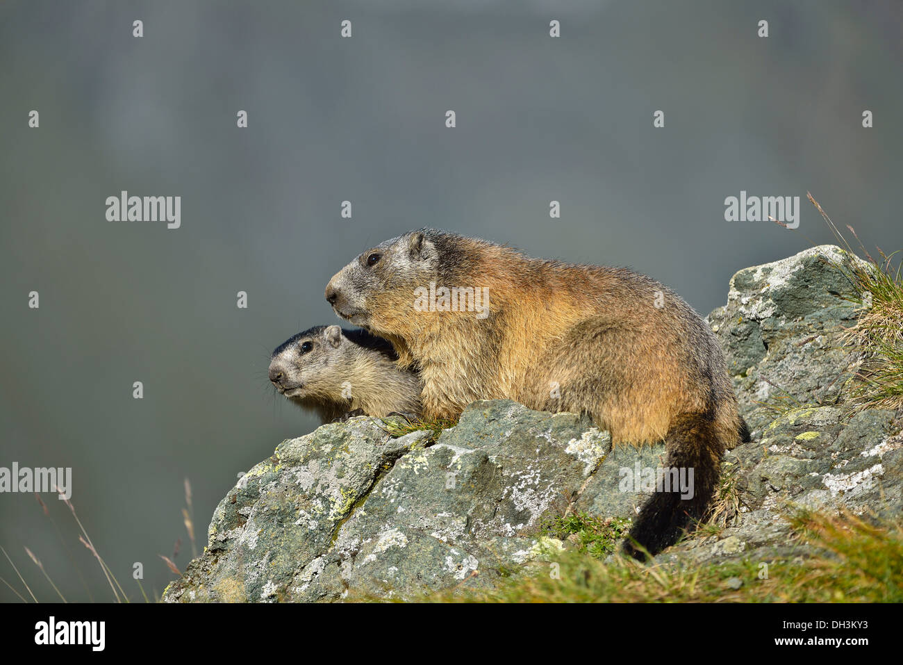 La marmotta (Marmota marmota), il parco nazionale degli Alti Tauri, Austria, Europa Foto Stock