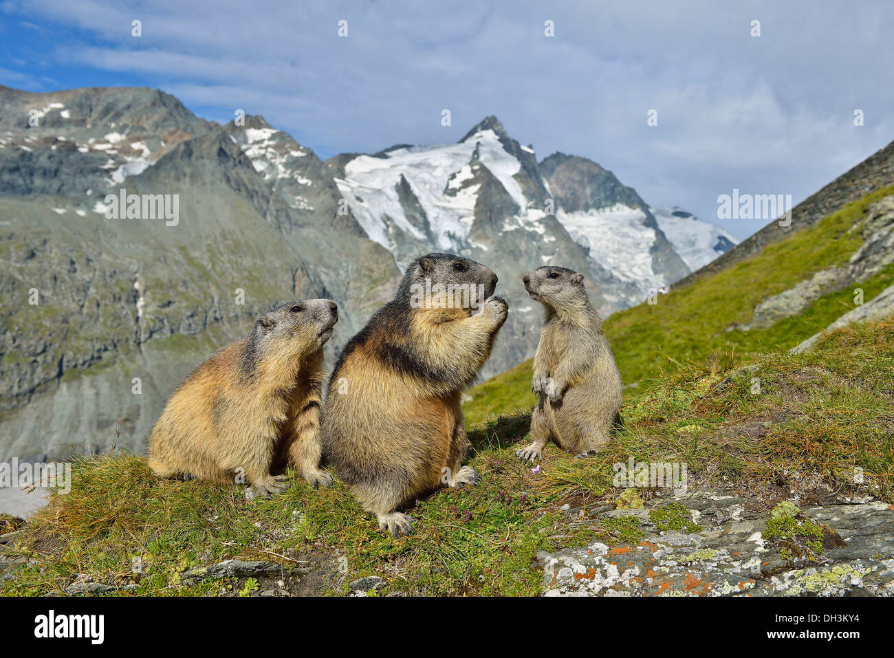 La marmotta (Marmota marmota), il parco nazionale degli Alti Tauri, Austria, Europa Foto Stock