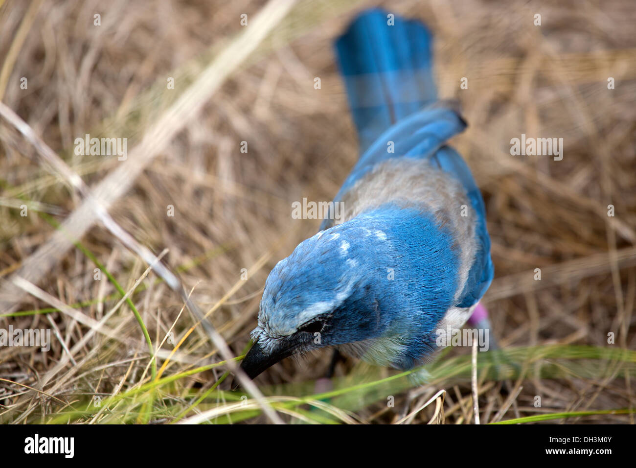 Florida scrub jay foraggi per il cibo nel rapidamente scomparendo ambiente scrub della Florida Centrale. Questi uccelli si trovano solo Foto Stock