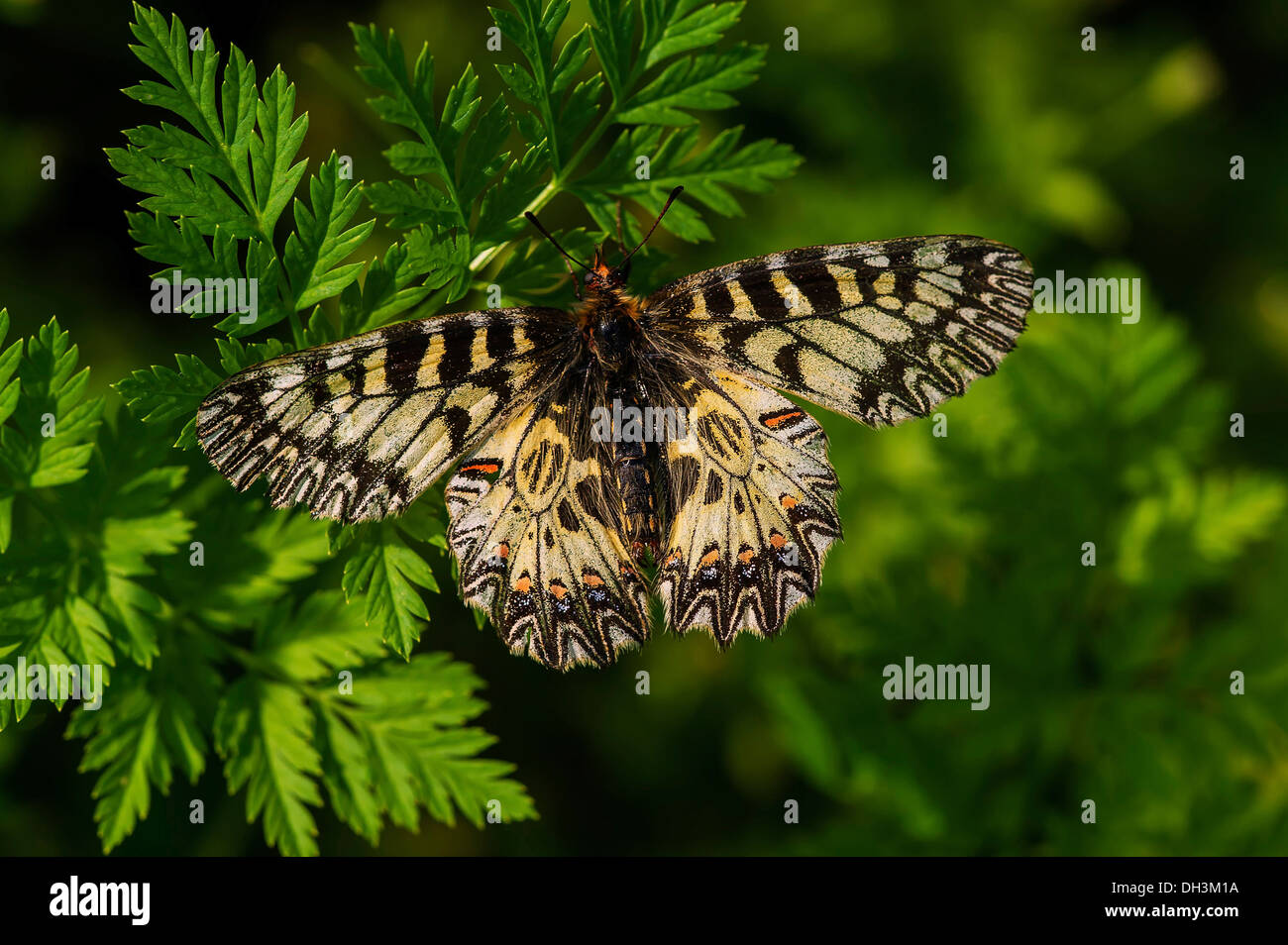 Festone meridionale (Zerynthia polissena), Burgenland, Austria Foto Stock