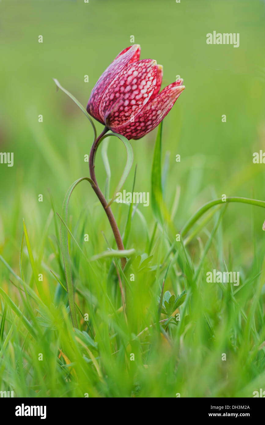 Fritillary, snake head fritillary o fiore di scacchi (Fritillaria meleagris), Austria Foto Stock