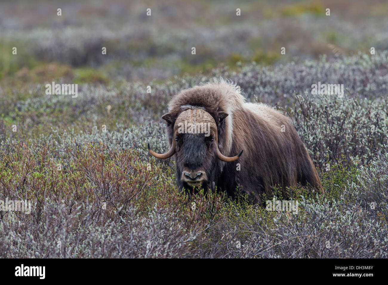 Muskox o Musk Ox (Ovibos moschatus), ‪Dovrefjell-Sunndalsfjella-Nationalpark, Norvegia Foto Stock