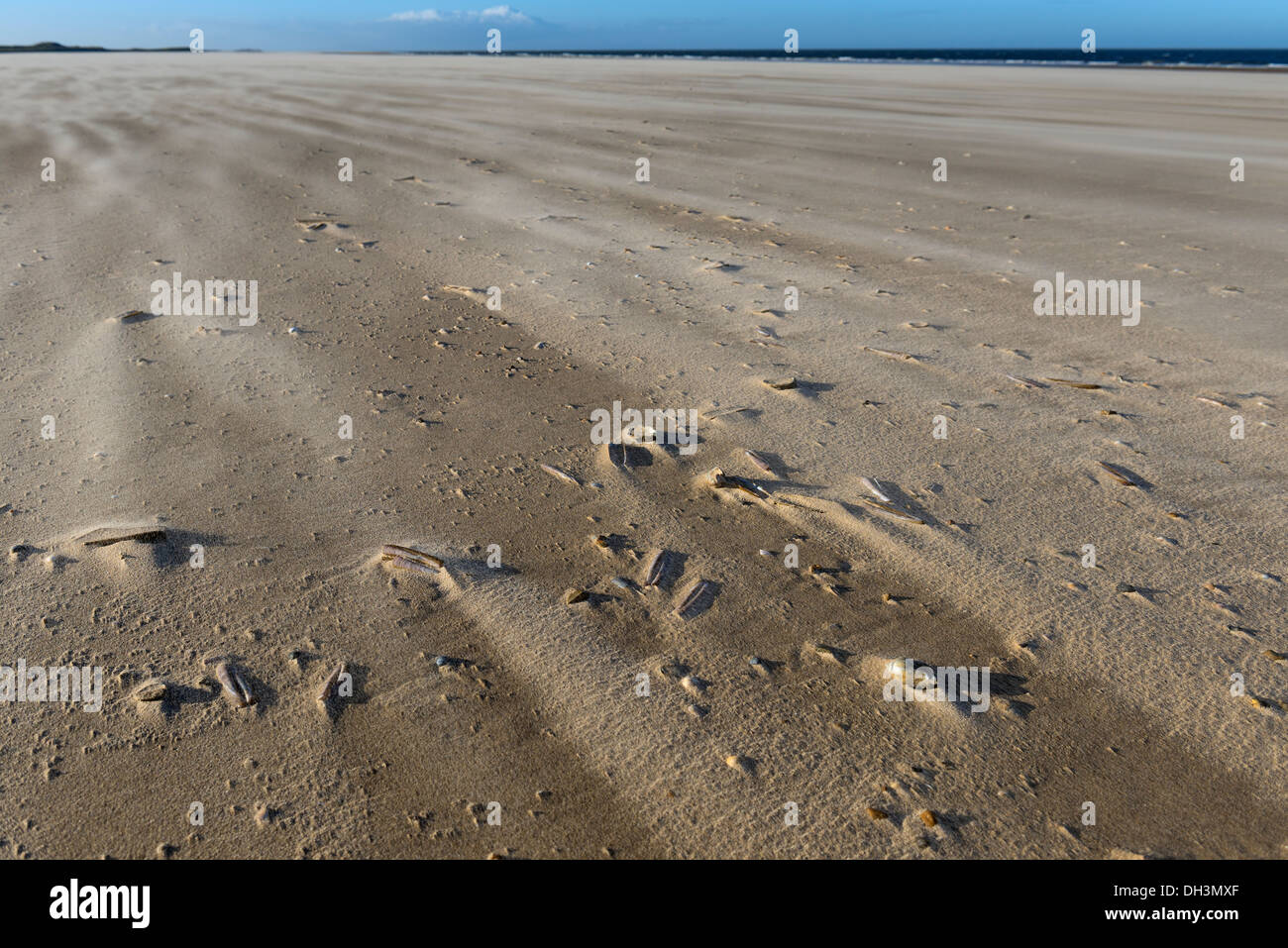 Sabbia battente causando il modellamento attorno a gusci, Holkham Bay, Norfolk, Inghilterra Foto Stock