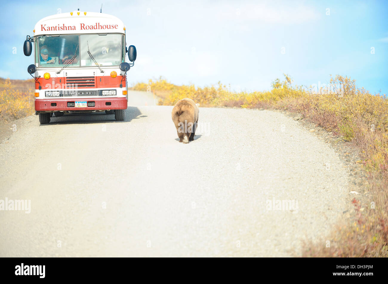 Orso grizzly passa un autobus su un park road, Parco Nazionale di Denali, Alaska, USA Foto Stock