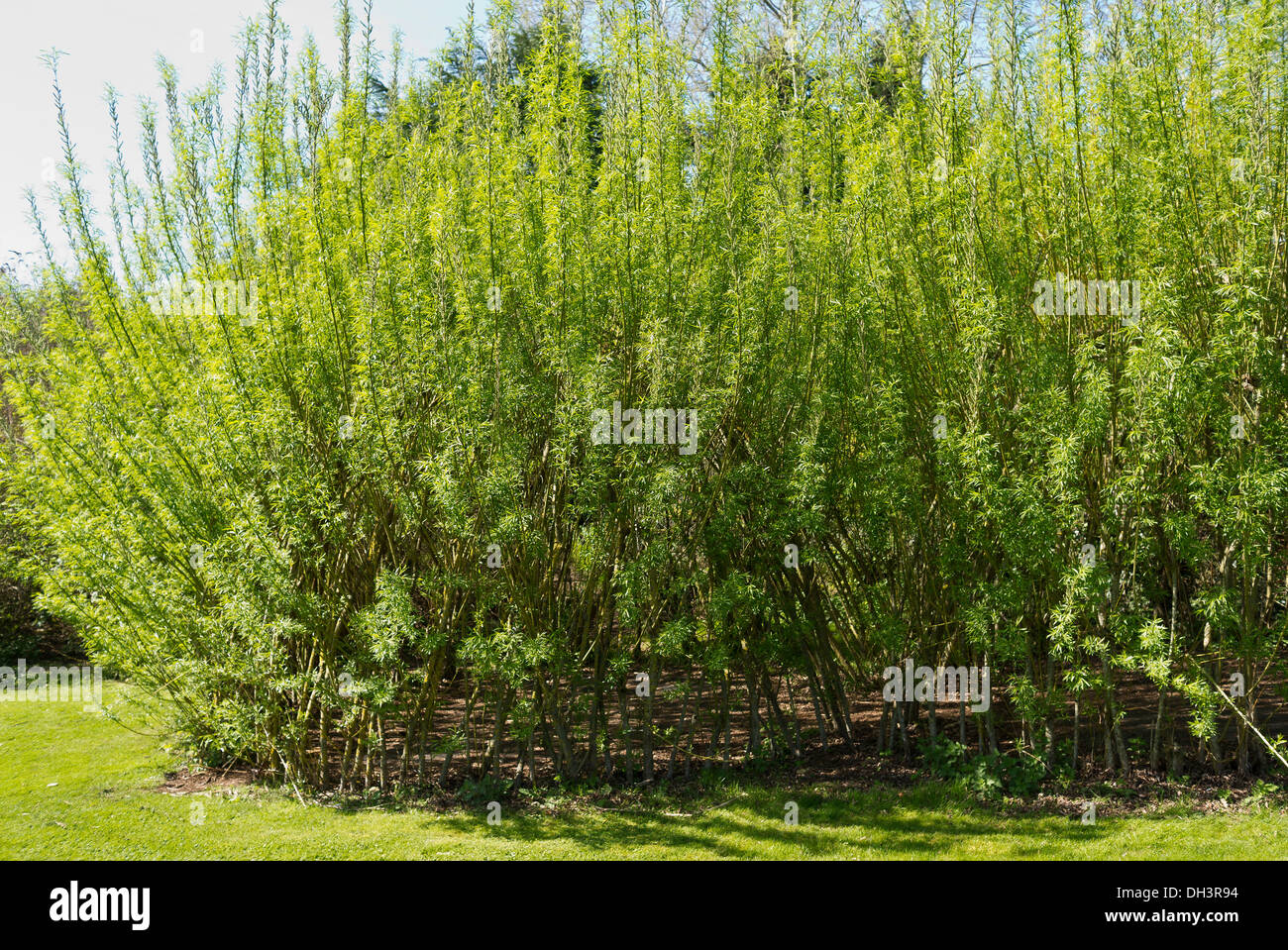 Willow Grove come area d'avventura per bambini nel Regno Unito Foto Stock