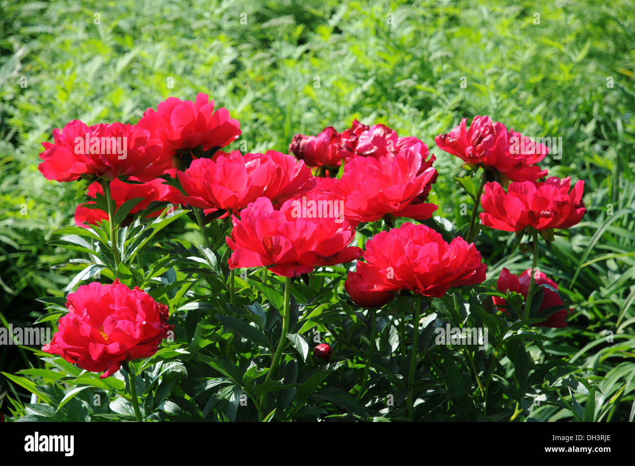 Peonia Foto Stock