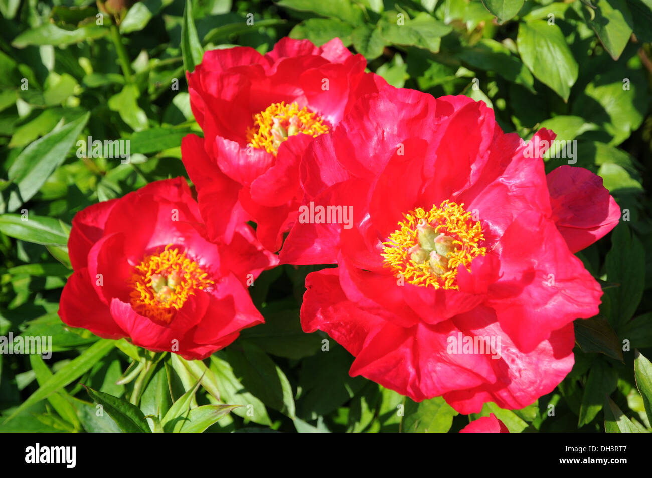 Peonia Foto Stock