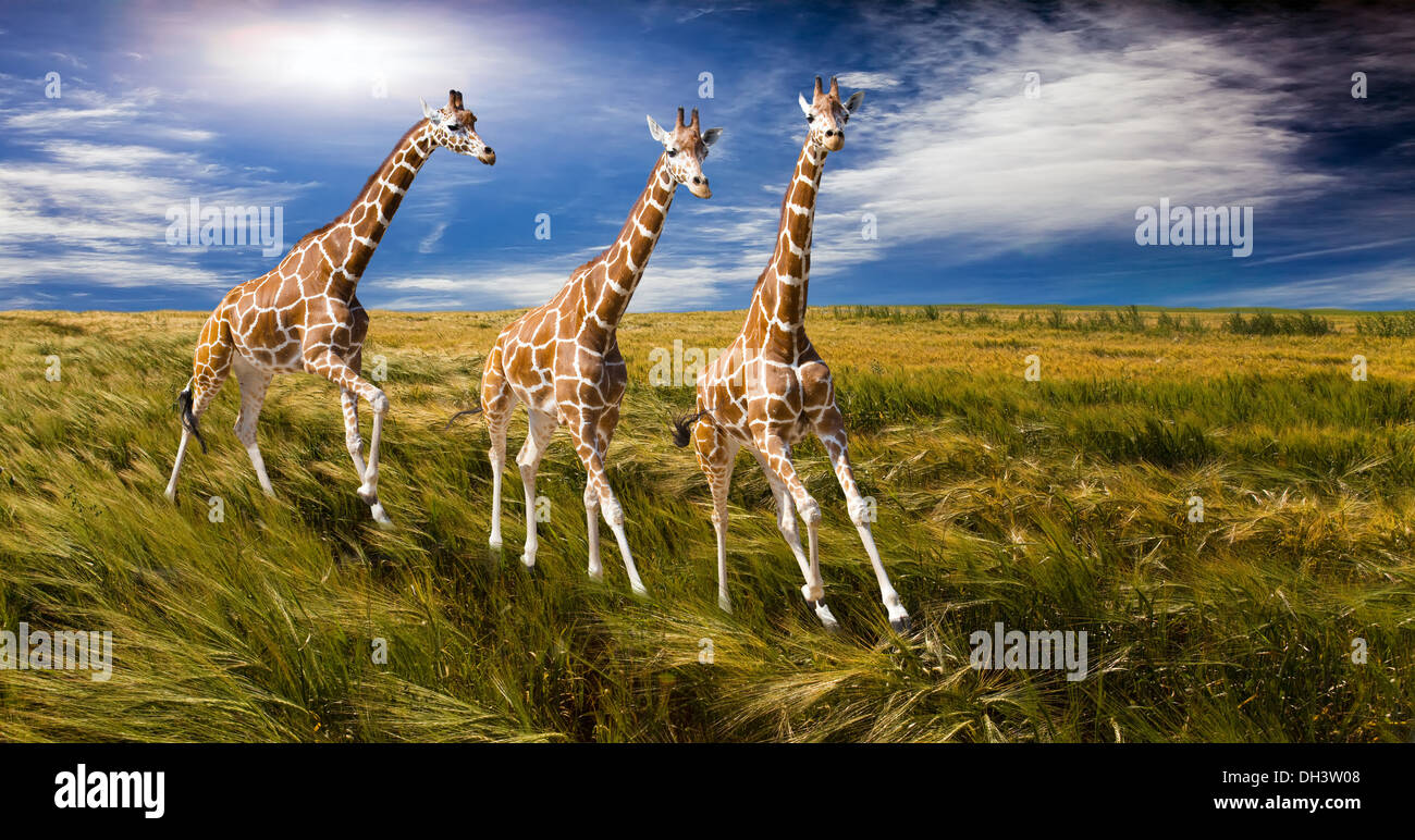 Tre le giraffe eseguire sul campo Foto Stock