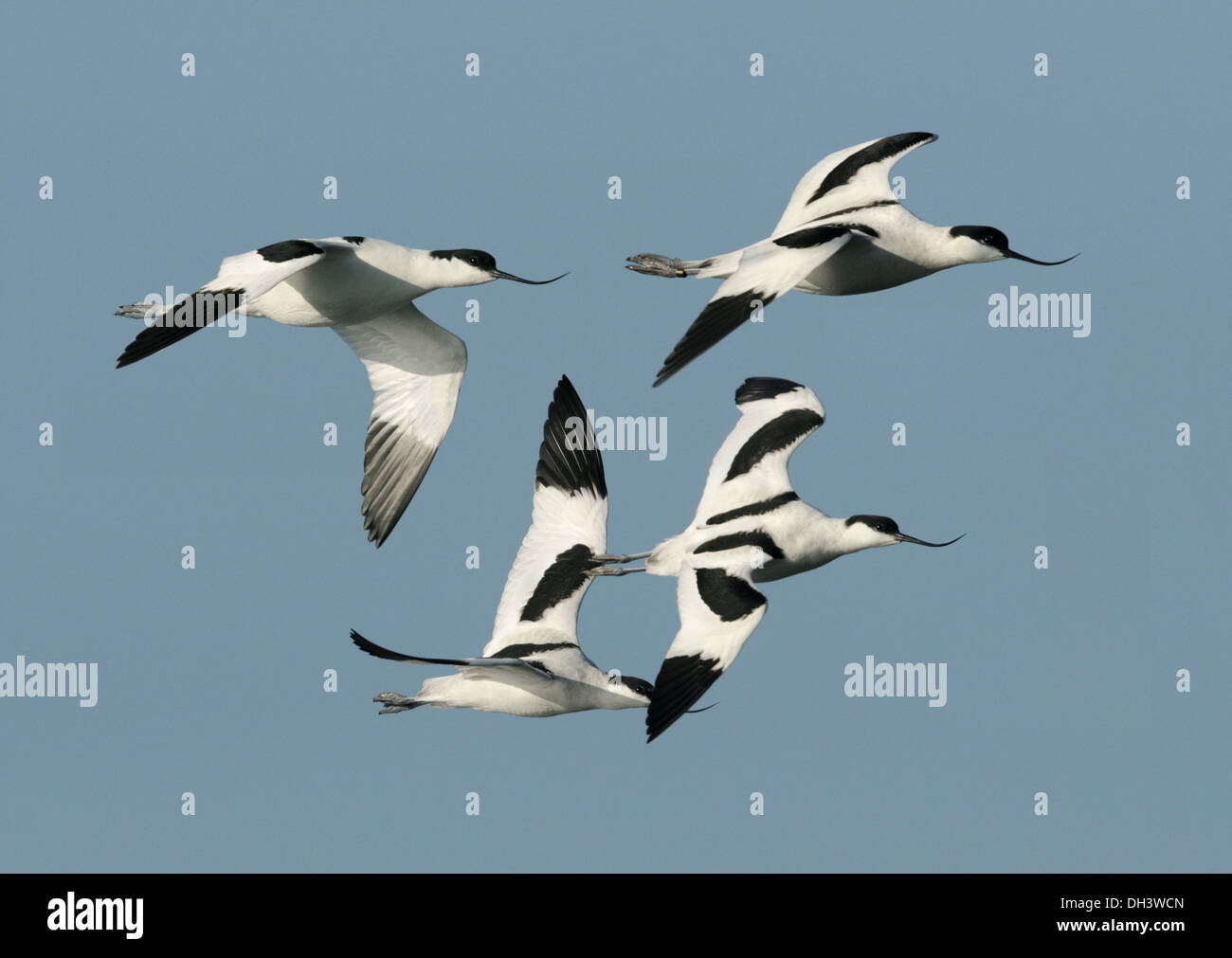 Avocetta Recurvirostra avosetta Foto Stock
