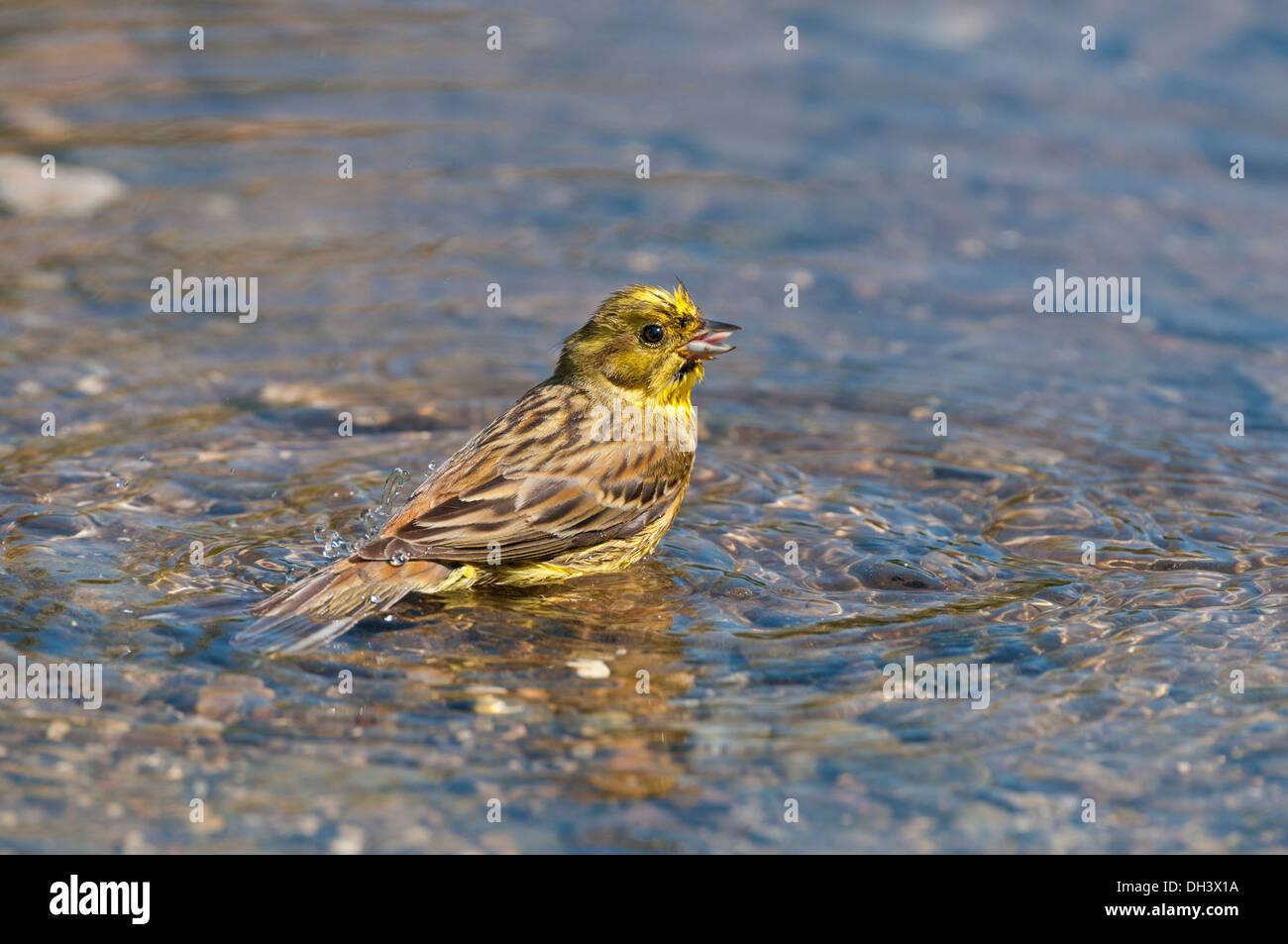 Zigolo giallo (Emberiza citrinella), uccello maschio balneazione. Foto Stock