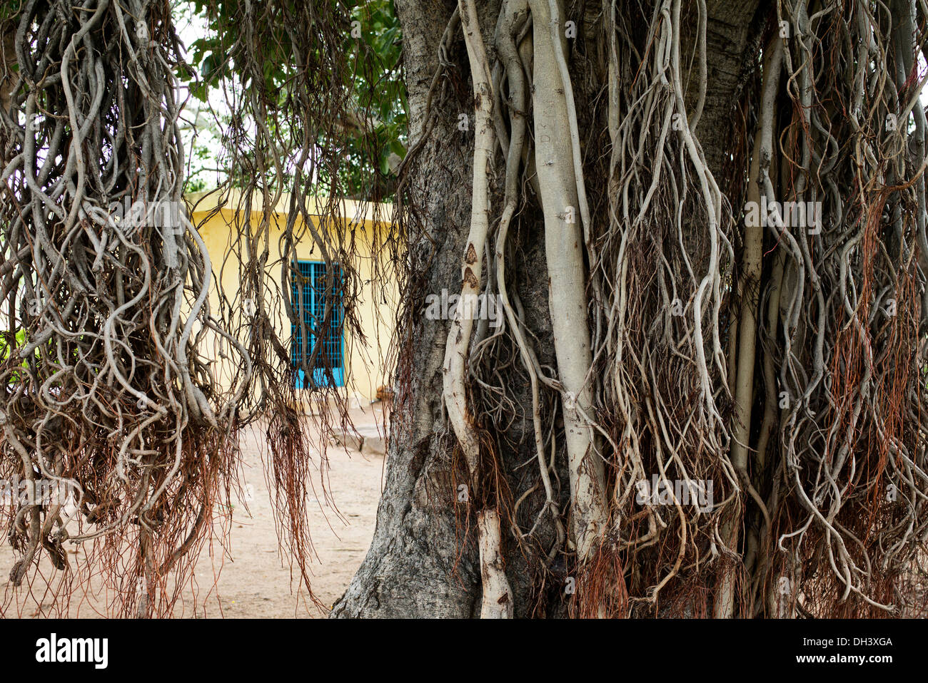 Ficus Benghalensis. Puntello di antenna di radici di un indiano banyan tree Foto Stock