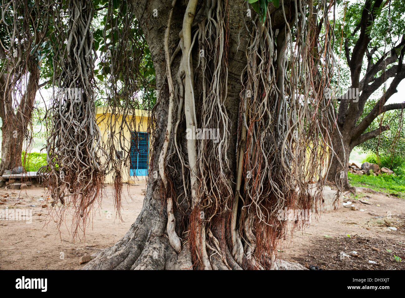 Ficus Benghalensis. Indian banyan tree con antenna prop radici. India Foto Stock