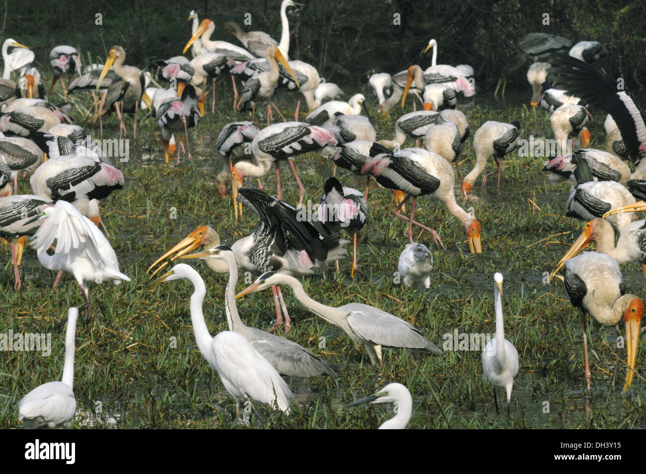 Uccelli a Bharatpur, India Foto Stock