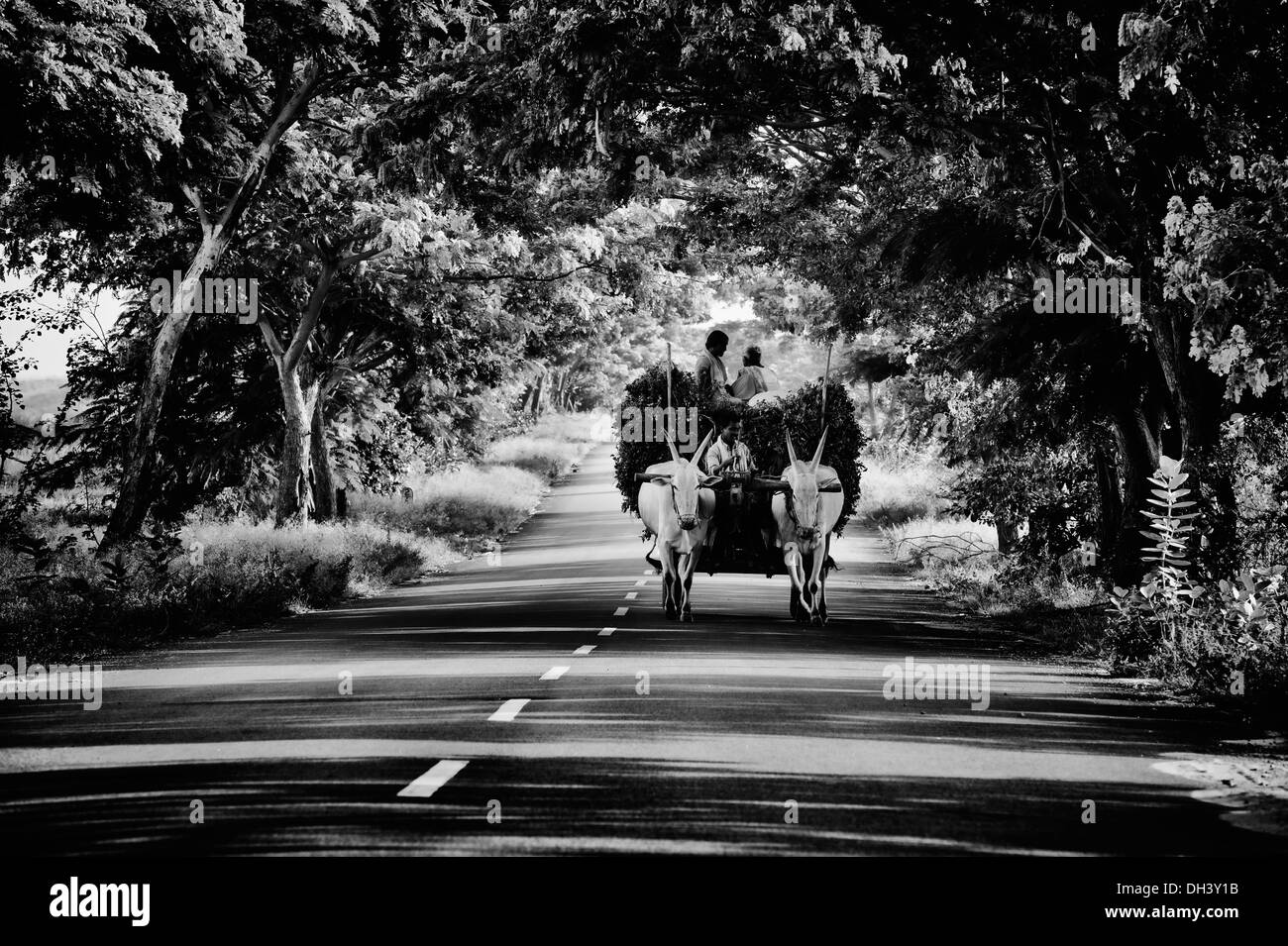Indian i lavoratori agricoli con raccolte di piante di arachidi su un carrello di giovenco nel rurale campagna indiana. Andhra Pradesh, India. In bianco e nero. Foto Stock