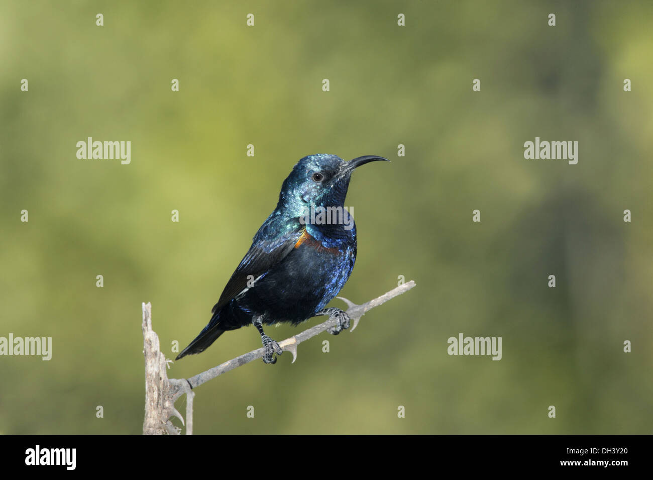 Viola Sunbird - Cinnyris asiaticus Foto Stock