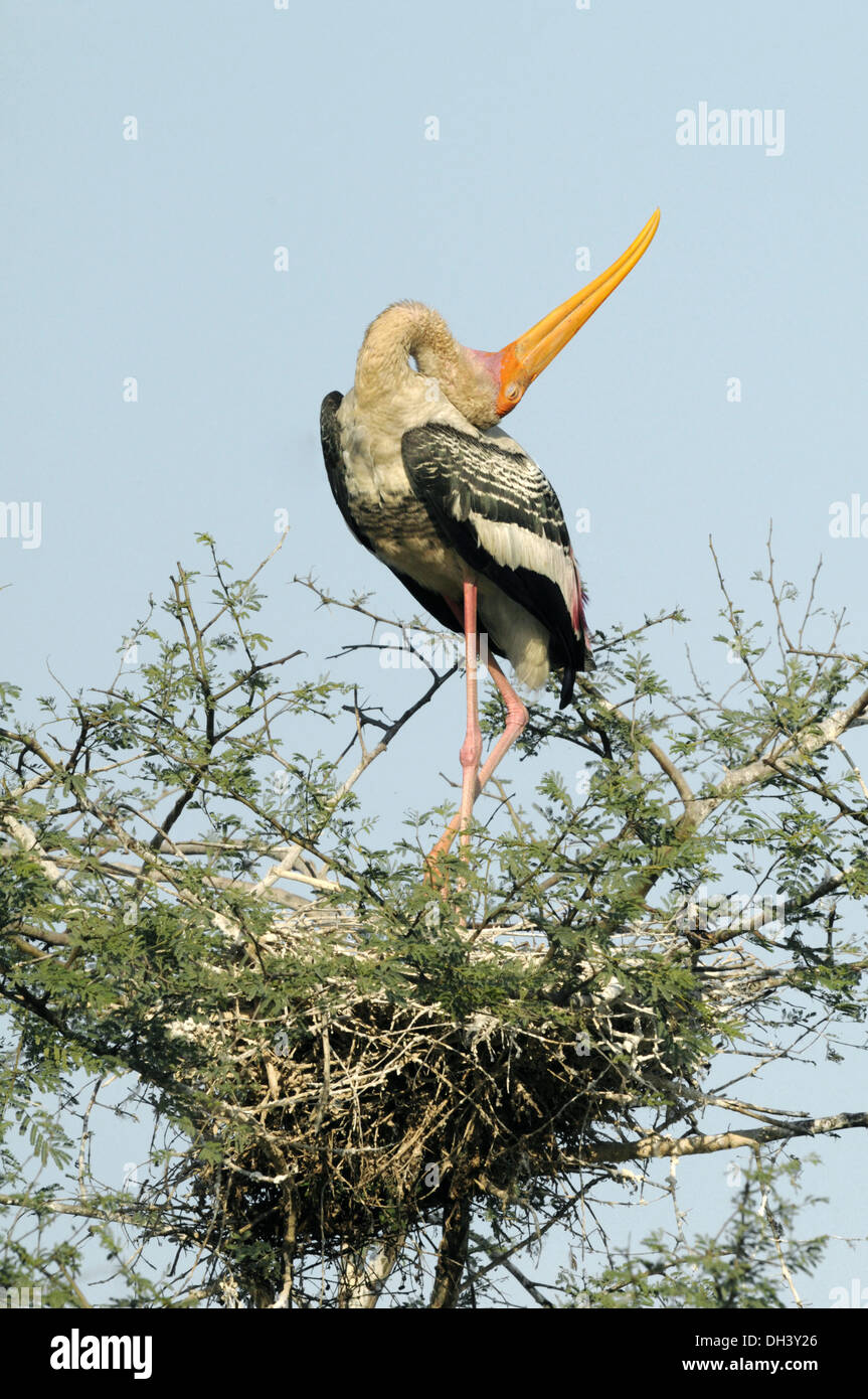Dipinto di Stork - Mycteria leucocephala Foto Stock