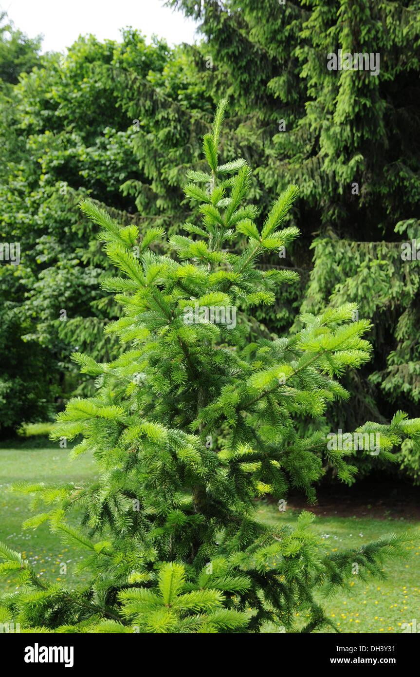 Abete siberiano Foto Stock