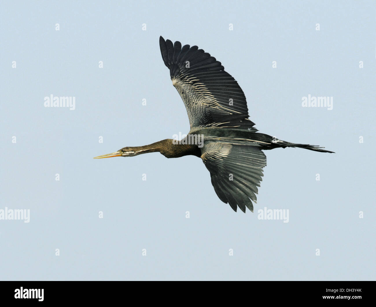 Oriental Darter - Anhinga melanogaster Foto Stock