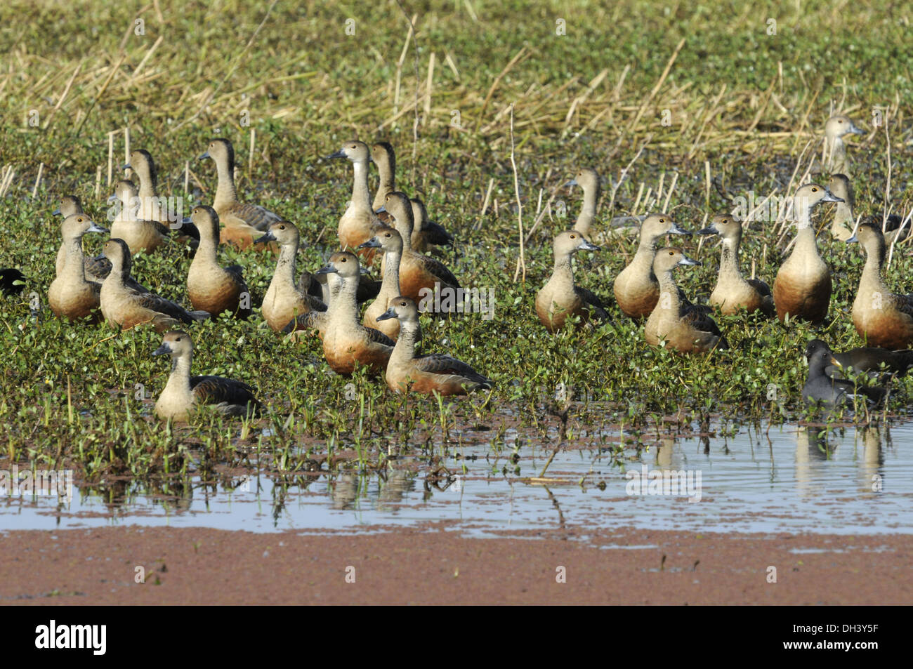 Sibilo minore Duck - Dendrocygna javanica Foto Stock