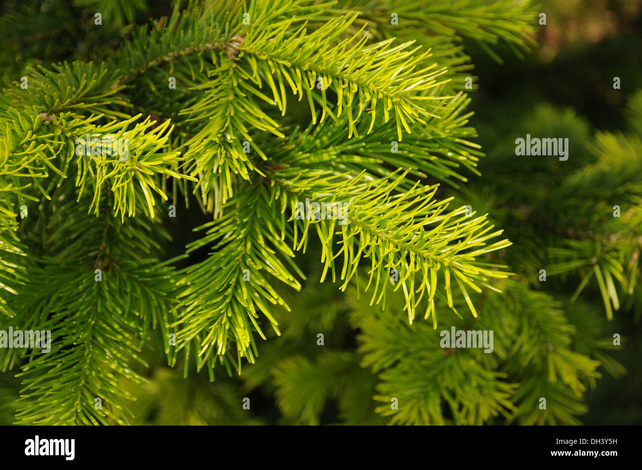 Abete siberiano Foto Stock