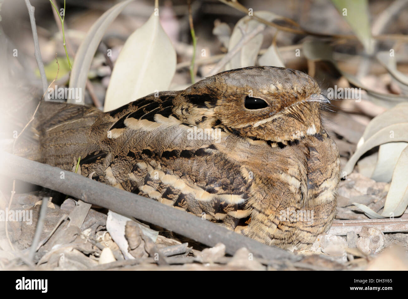 Long-tailed Nightjar - Caprimulgus climacurus Foto Stock