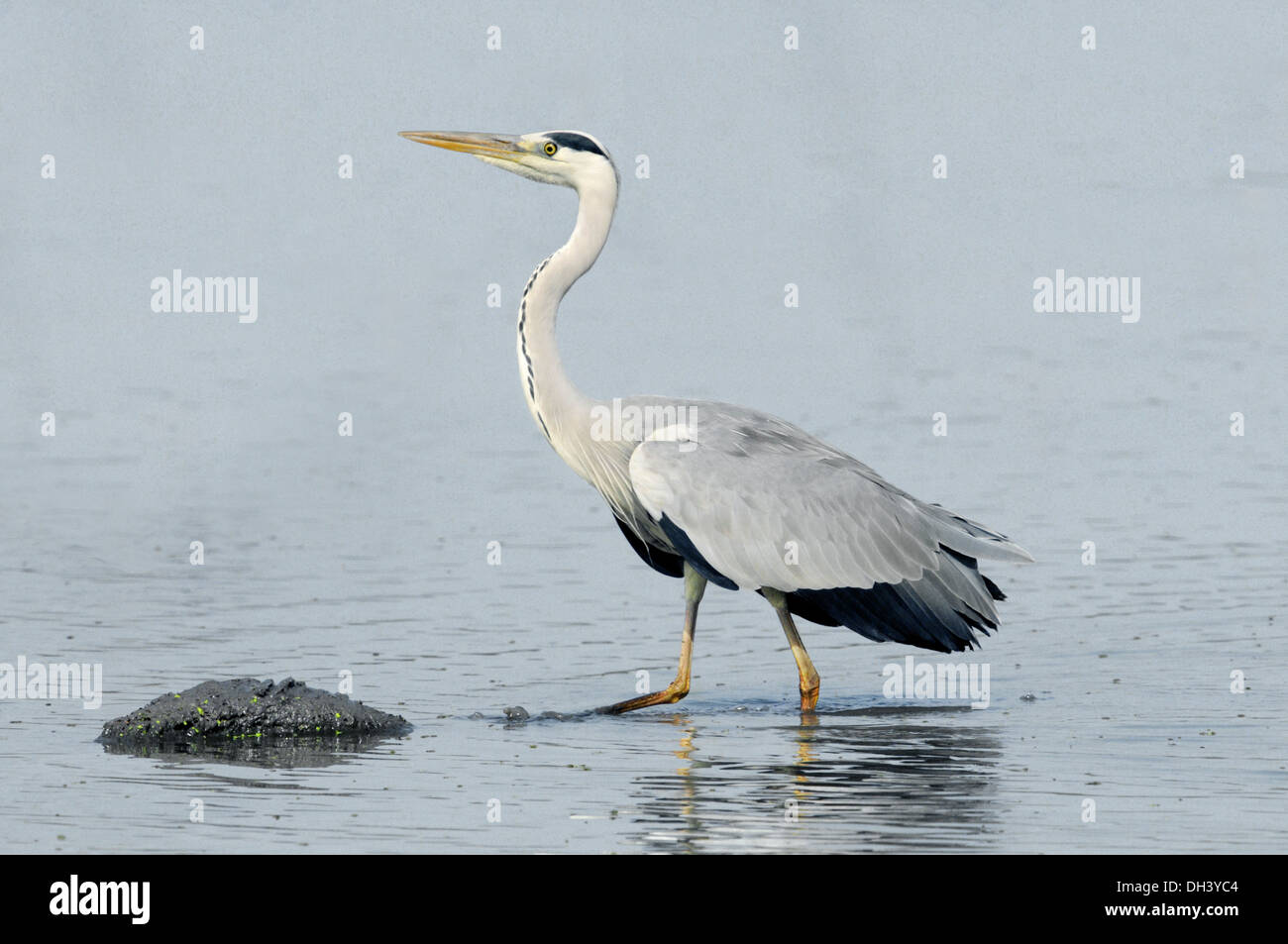 Airone cenerino Ardea cinerea Foto Stock