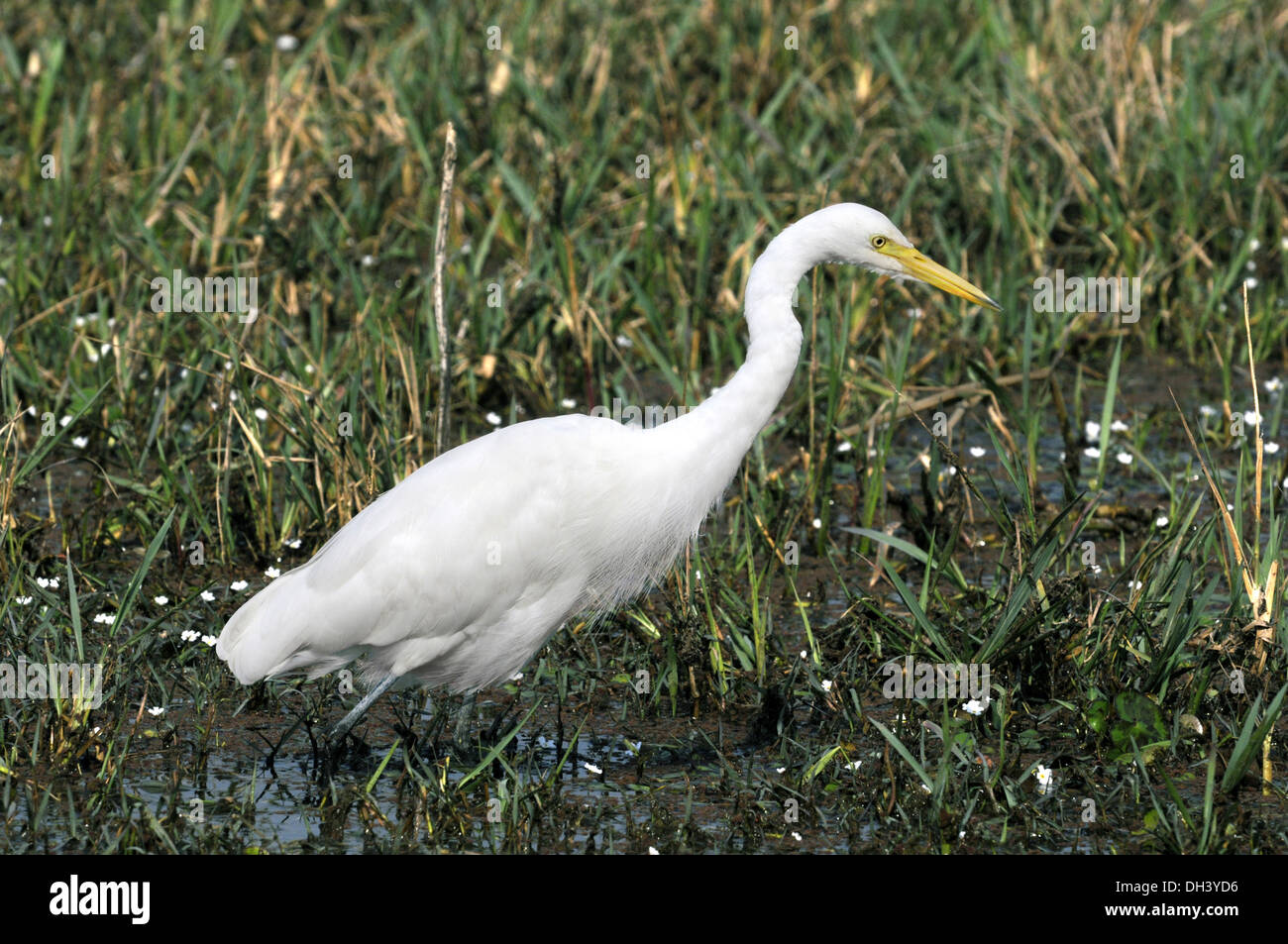 Garzetta intermedia - Ardea intermedia Foto Stock