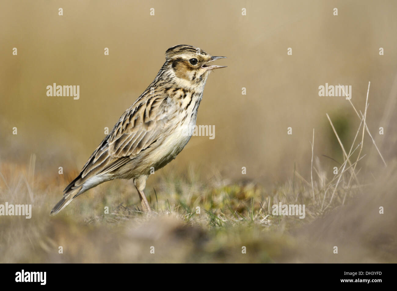 Woodlark Lullula arborea Foto Stock