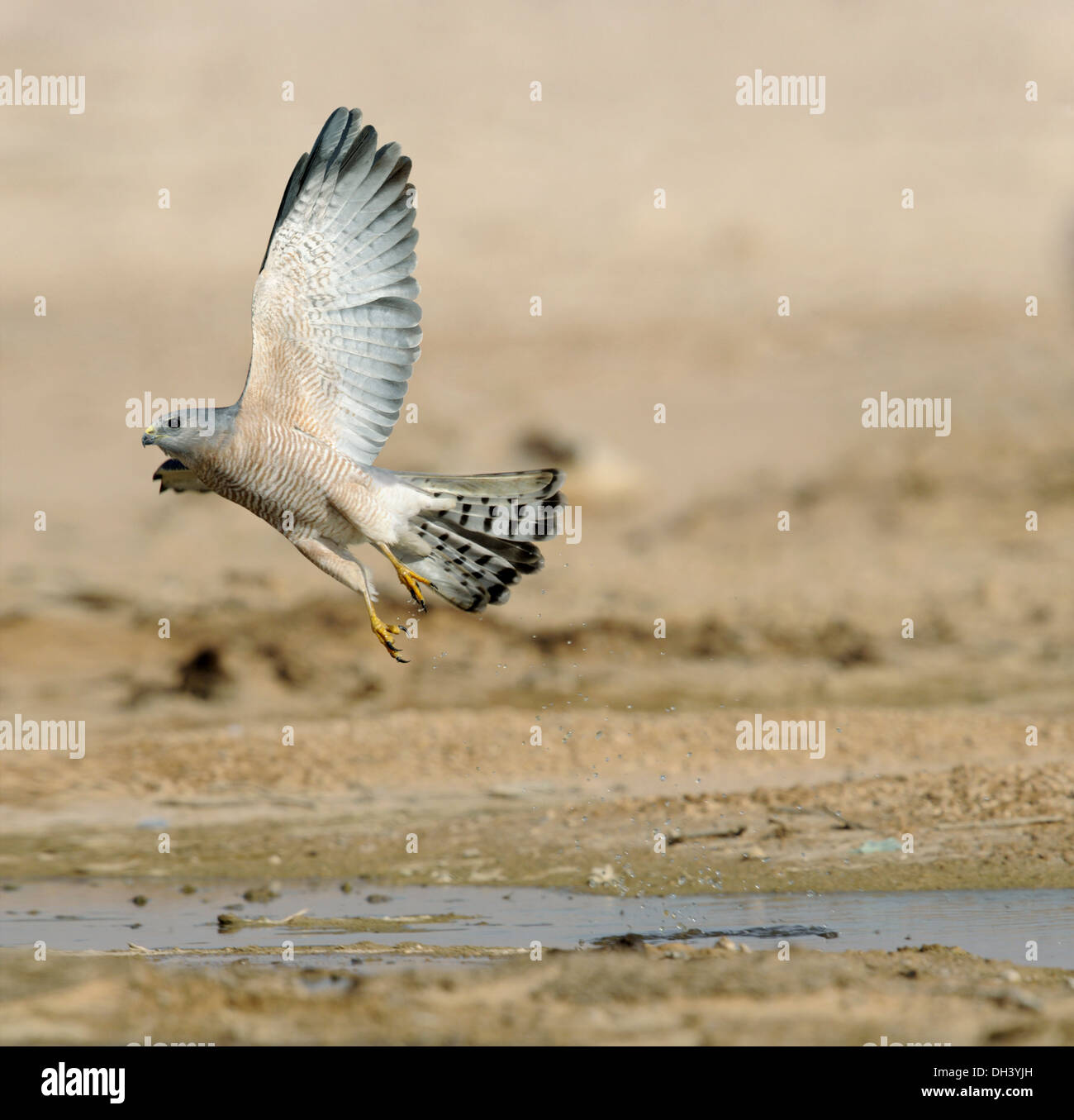 Levant Sparviero - Accipiter brevpes Foto Stock