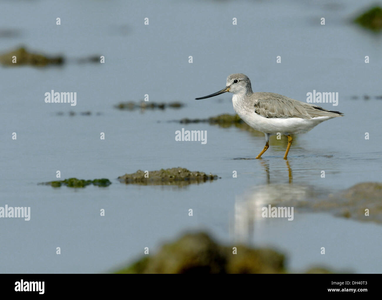 Terek Sandpiper - Xenus cinereus Foto Stock