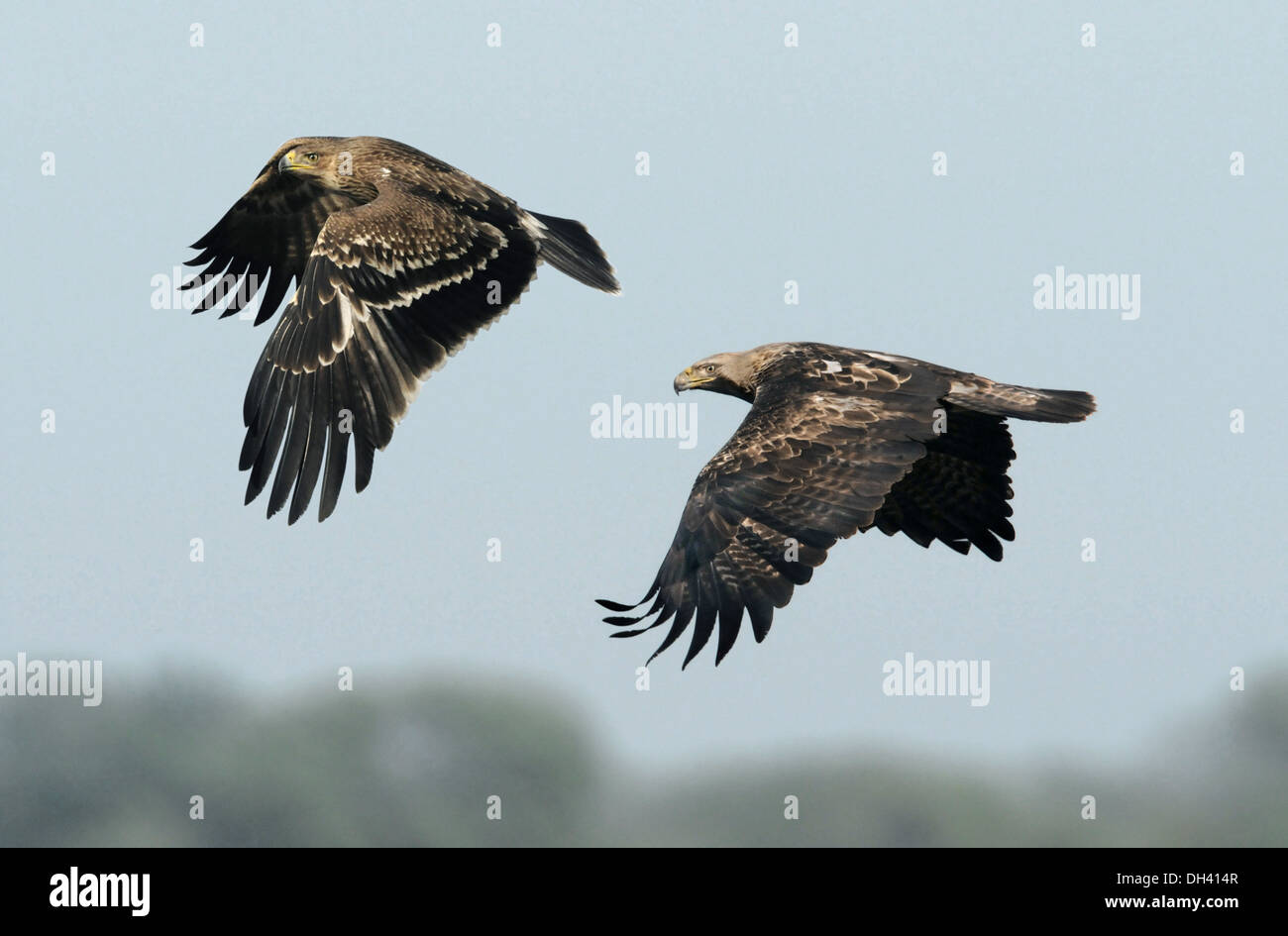 Eastern Imperial Eagle - Aquila heliaca Foto Stock