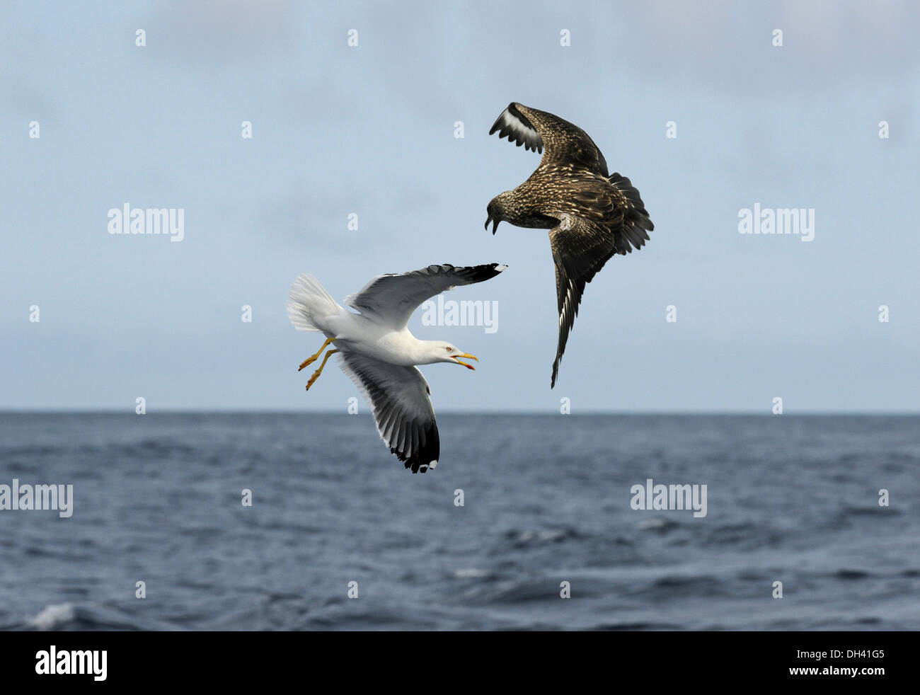Grande Skua Stercorarius skua Foto Stock