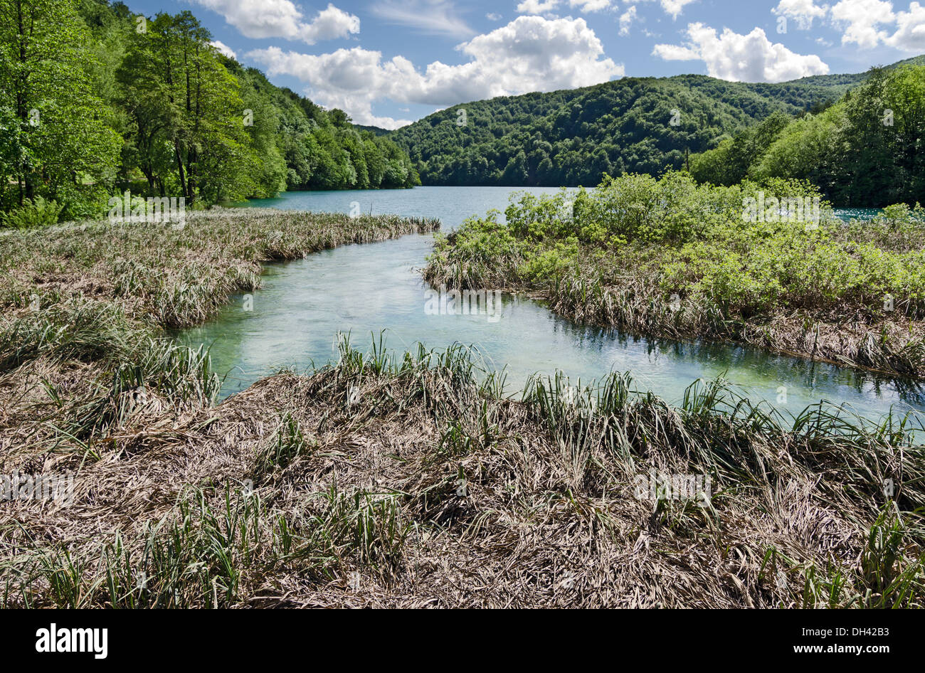 Cattails in un lago del Parco Nazionale di Plitvice, Croazia Foto Stock