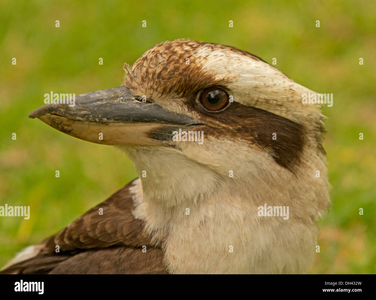 In prossimità della faccia della leggendaria Australian kookaburra / ridere jackass, Dacelo gigas, contro sfondo verde chiaro Foto Stock