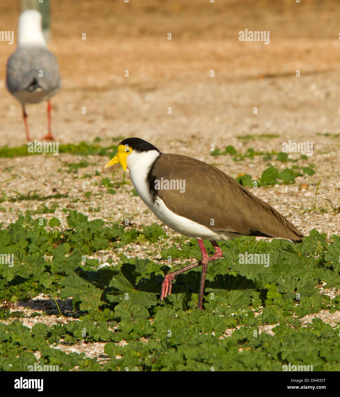 Masked pavoncella / plover, Vanellus miglia a piedi attraverso bassa vegetazione costiera vicino Ventresche Bay, penisola di Eyre South Australia Foto Stock