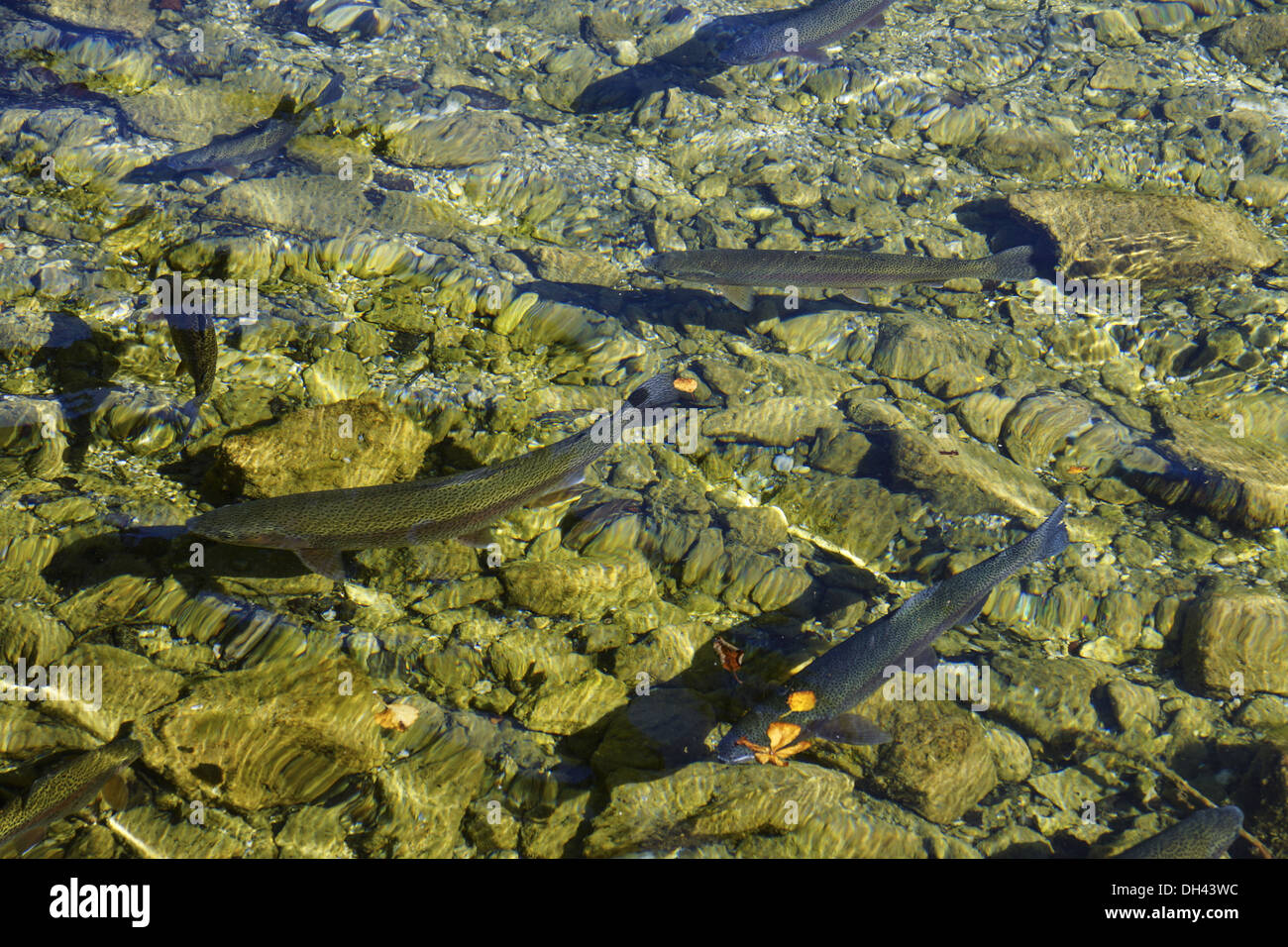 Bachsaibling (Salvelinus fontinalis) schwimmen in klarem Wasser Foto Stock