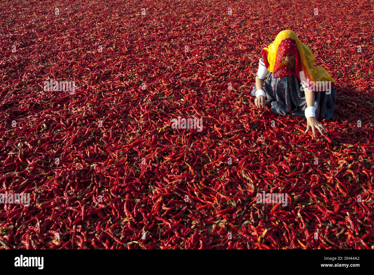 Indiano villaggio di Rajasthani lavora una donna essiccazione peperoncino rosso Jodhpur Rajasthan India Signor#786 Foto Stock