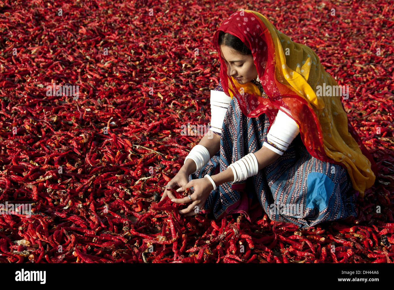 Indiano Rajasthani donna che lavora essiccazione peperoncino rosso Jodhpur Rajasthan India MR#786 Foto Stock