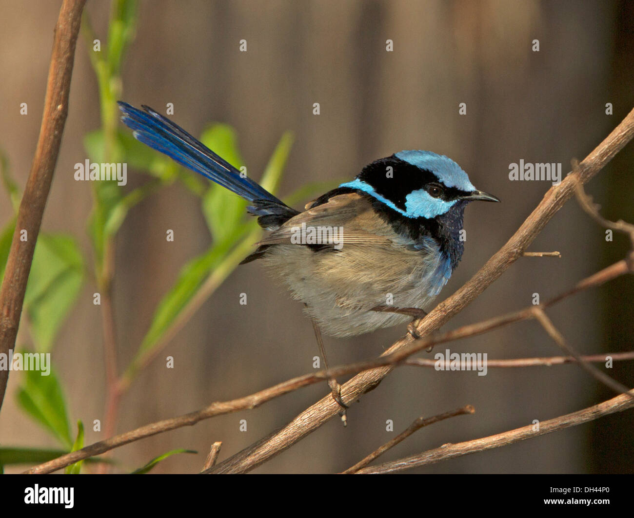 Superba blue wren, Malurus cyaneus, sul ramo contro bosco ombreggiato background in Australia Foto Stock