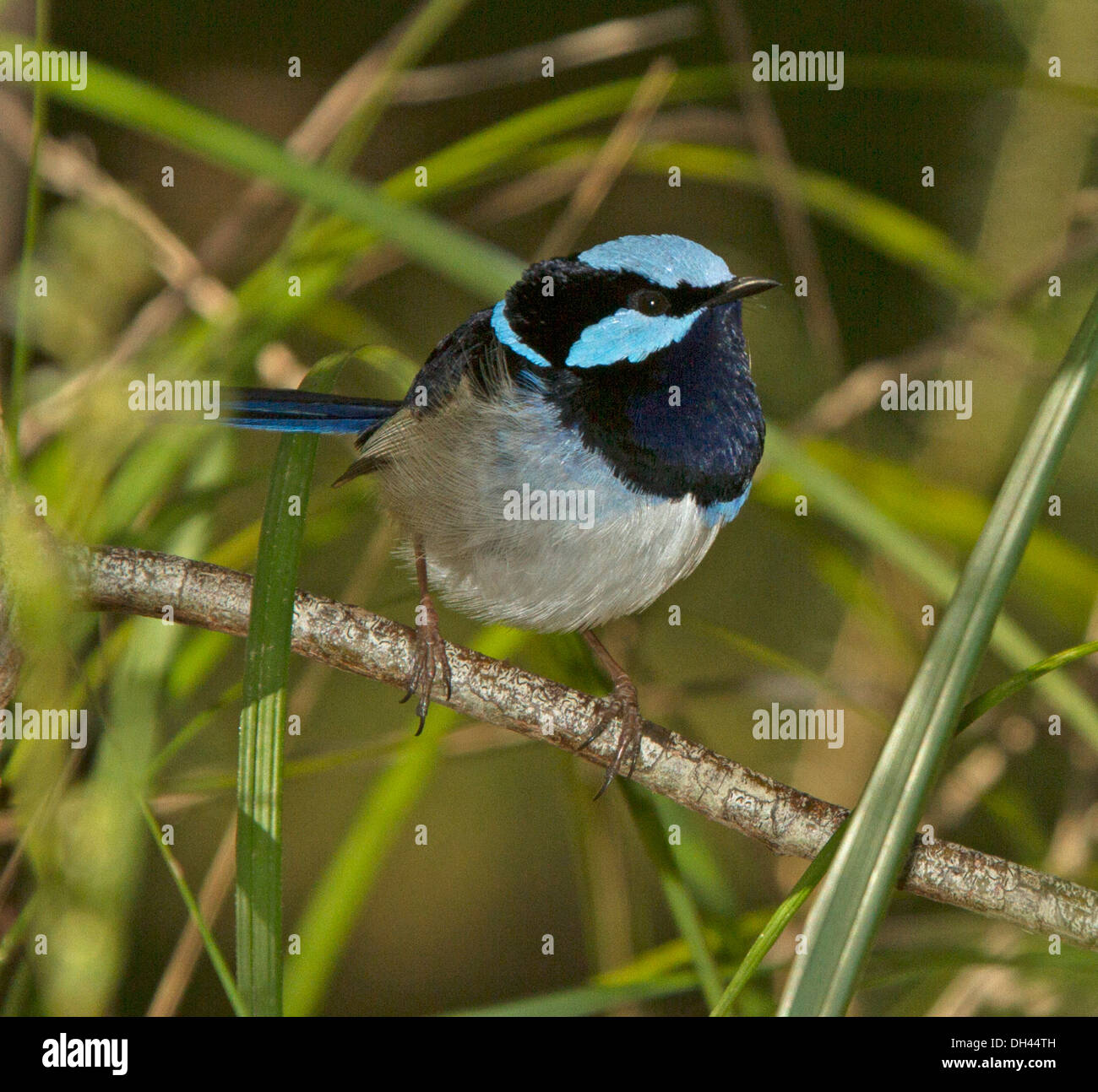 Superba blue wren, Malurus cyaneus, sul ramo tra emerald vegetazione di foresta in Australia Foto Stock
